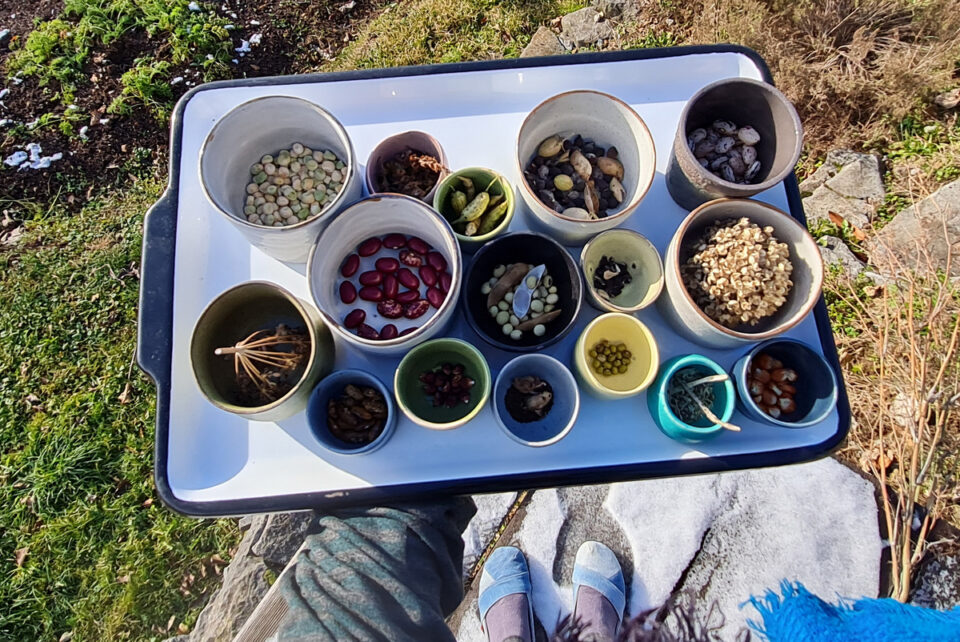 semena z domacega vrta